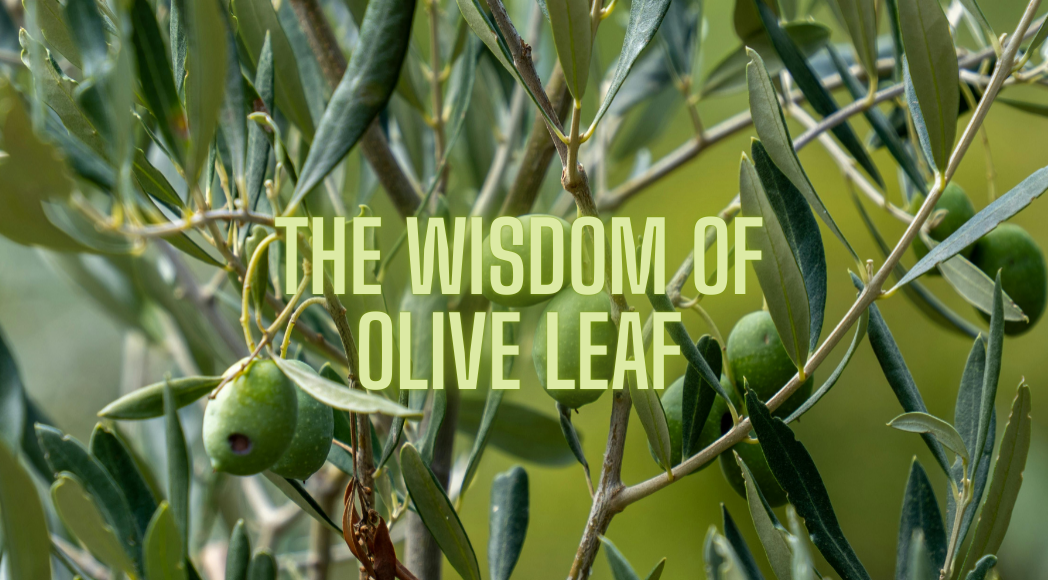 Olive Leaf - Ancient Wisdom for Modern Wellness