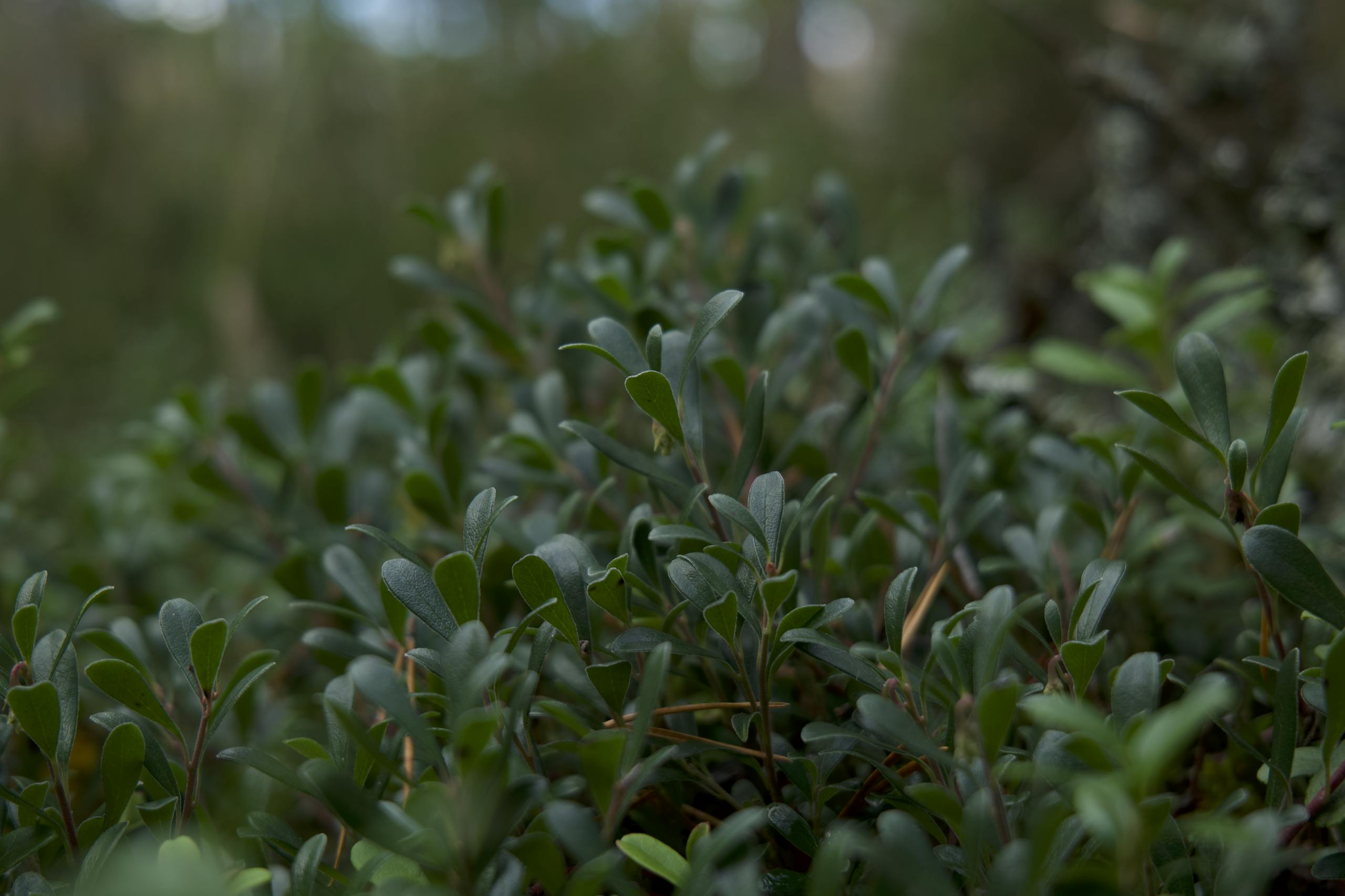 Green Leaves in Close-Up Photography